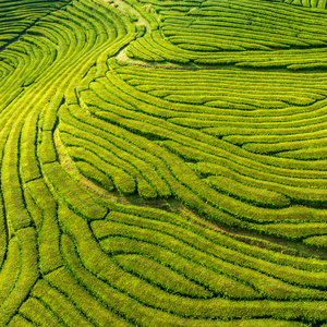 In the Green Paradise of Tea