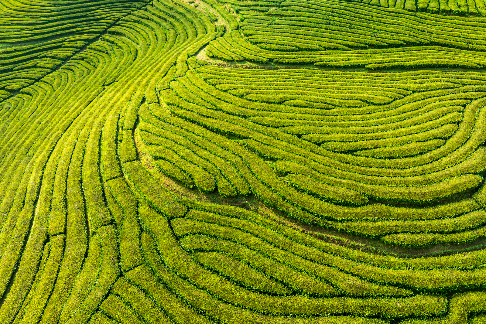 In the Green Paradise of Tea