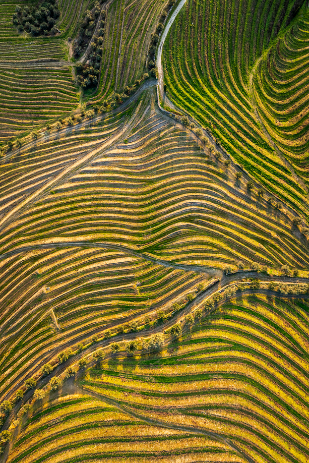 Golden Vineyards