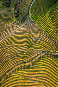 Golden Vineyards