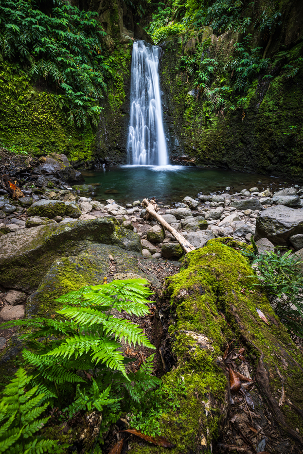 In the soft green of moss and ferns